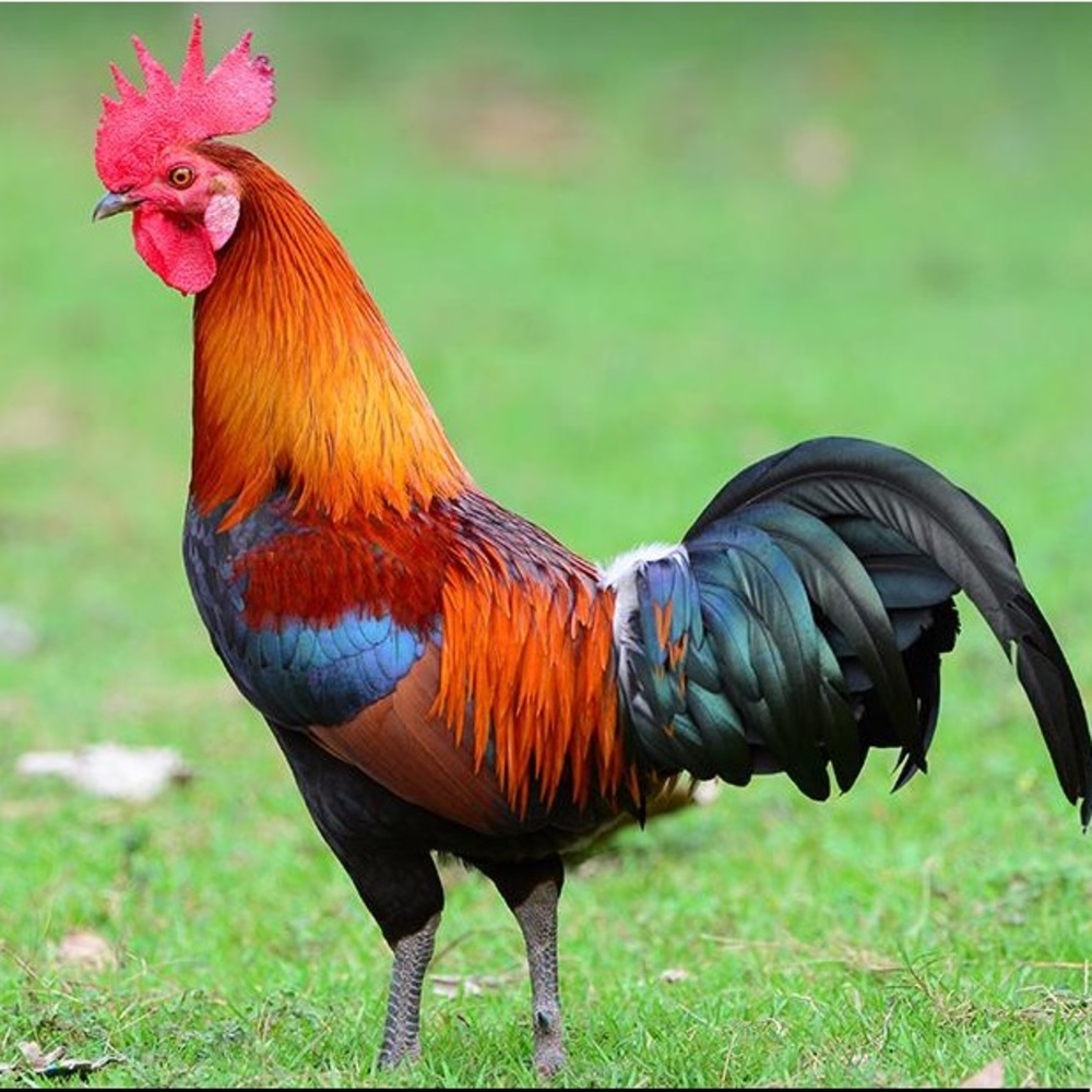 Meet your Posher, Elon